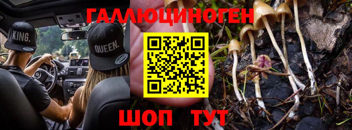 Галлюциногенные грибы Psilocybe Ленинск-Кузнецкий